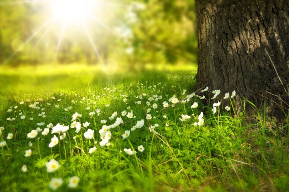 tree-276014-scaled.jpg